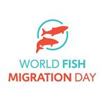 Trekvissen op de Waal; ankerkuilvisserij – World Fish Migration Day
