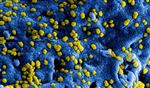 Update coronavirus sportvisserij